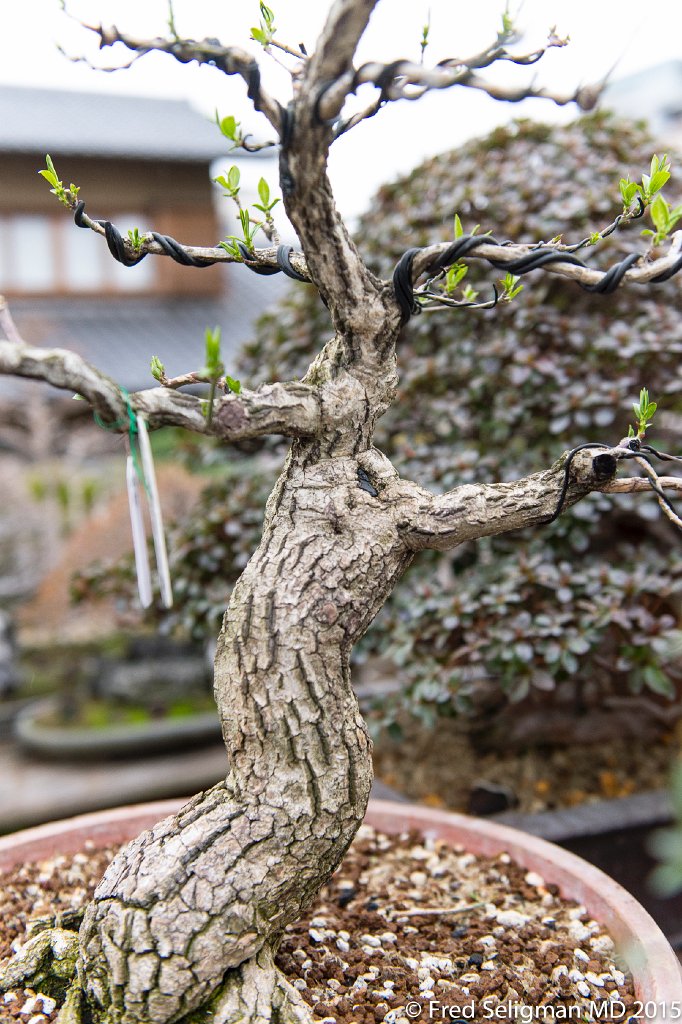 20150310_163023 D4S.jpg - Bonsai Museum and Gardens Tokyo, a famous garden more than 400 years old. Rare bonsai are more than 500 years old.